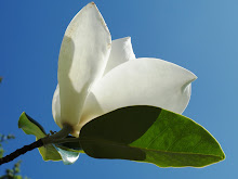 Magnificent Magnolia