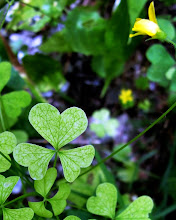 Hearts and Flowers