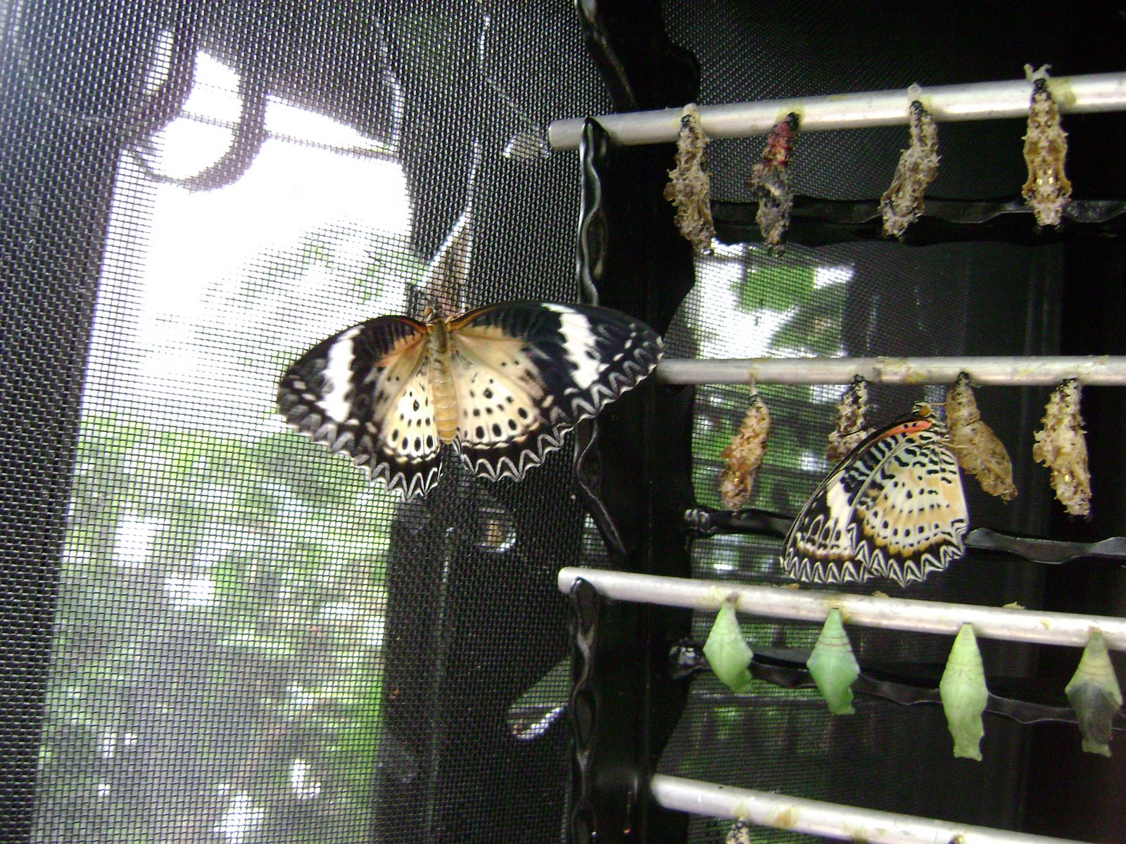 [singapore+077.JPG]