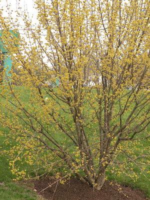 cornus mas concerns cornus mas concerns