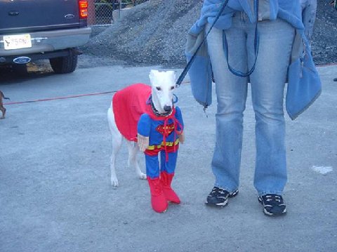 [Dogs_05.jpg]
