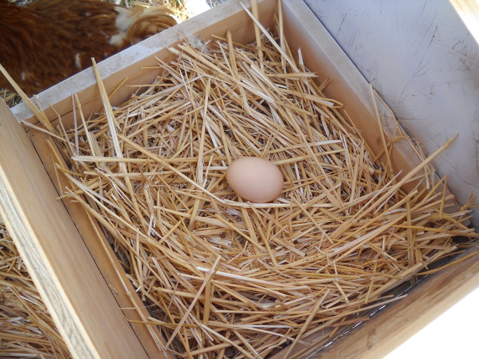 [our+first+egg+027.JPG]
