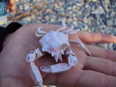 Baby King Crab
