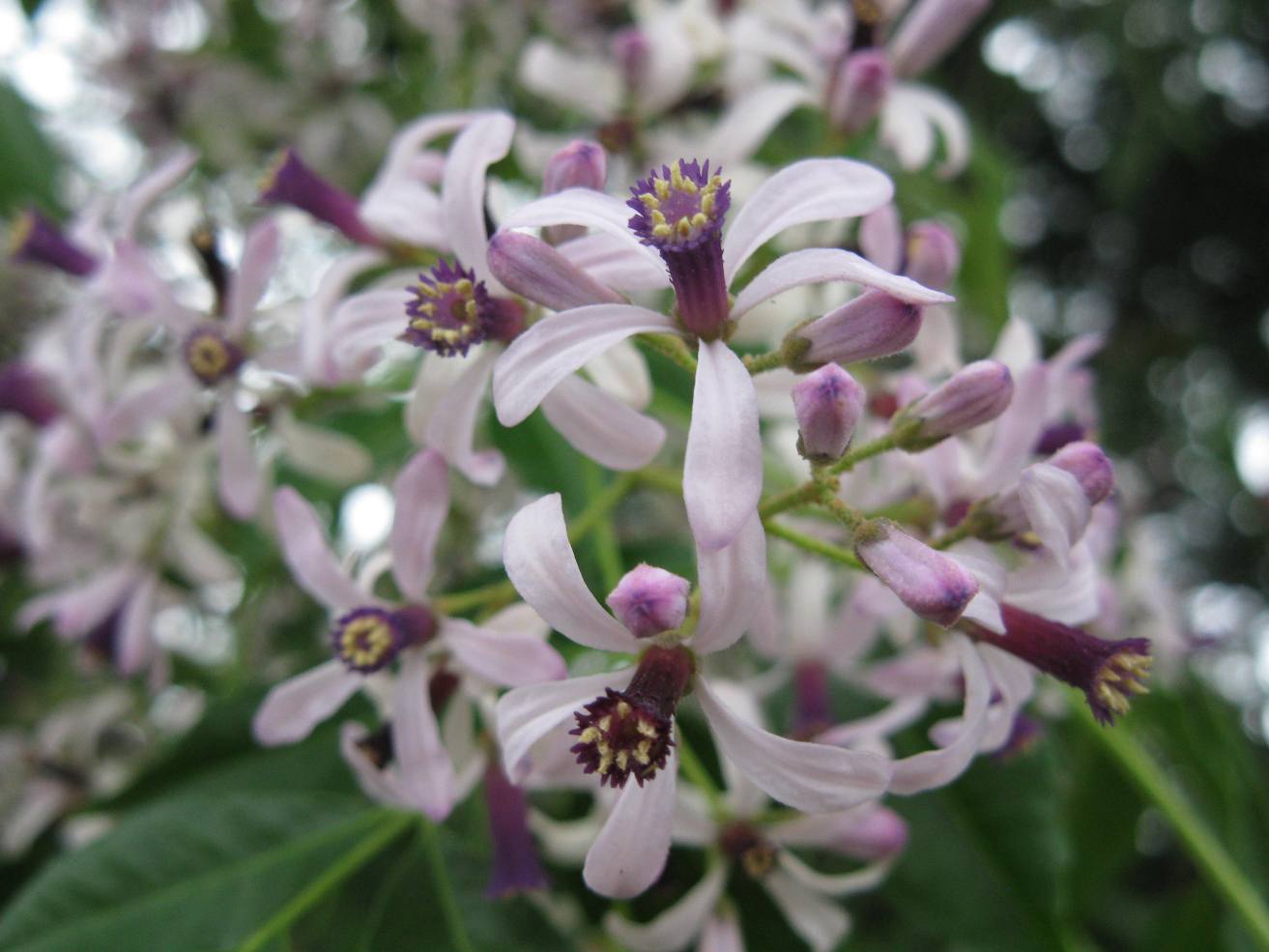 Vireya's Blog Ash Flowers? No!