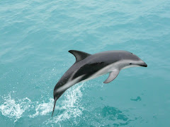 Swimming with dolphins, Kaikoura, NZ