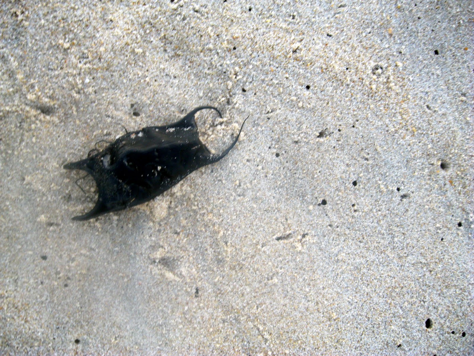 Off the Shelf By the North End Shore in Virginia Beach