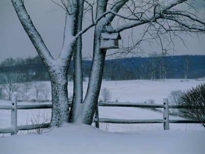 Raymond Gehman, Snow Blankets a Tree and Birdhouse