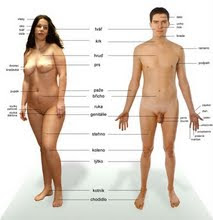 Let's search humanbody