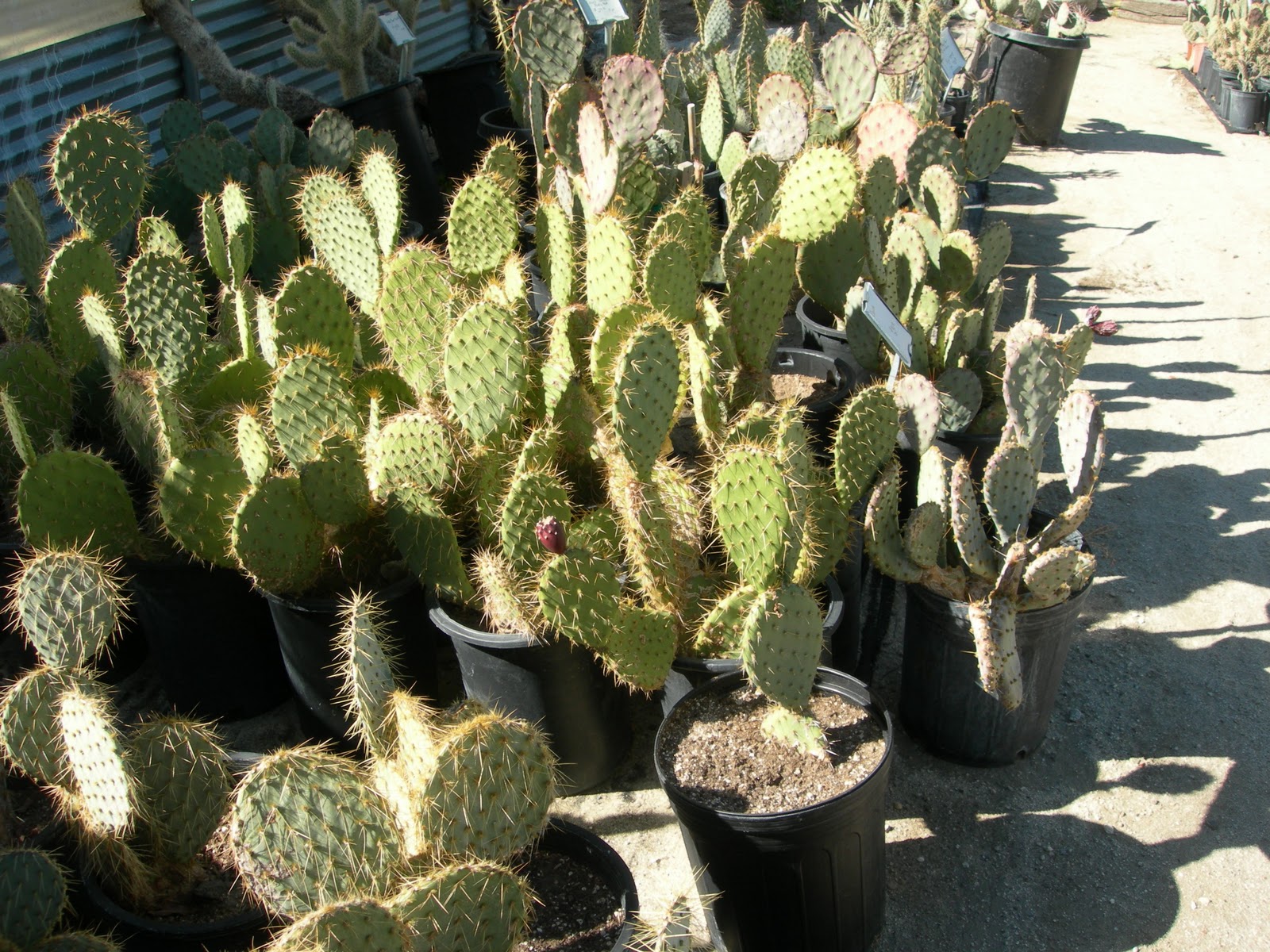 Prickly Pear Propagation