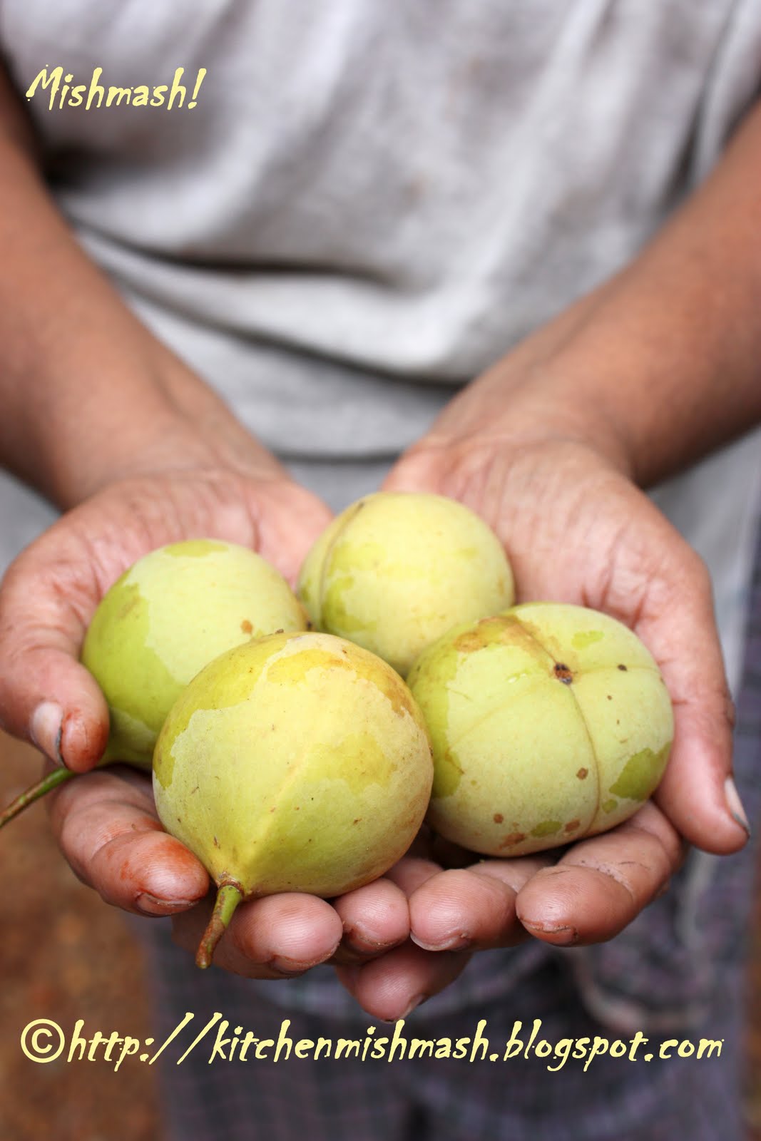 Mishmash ! Jaathikka Chammanthi The fruity cover of Nutmeg with