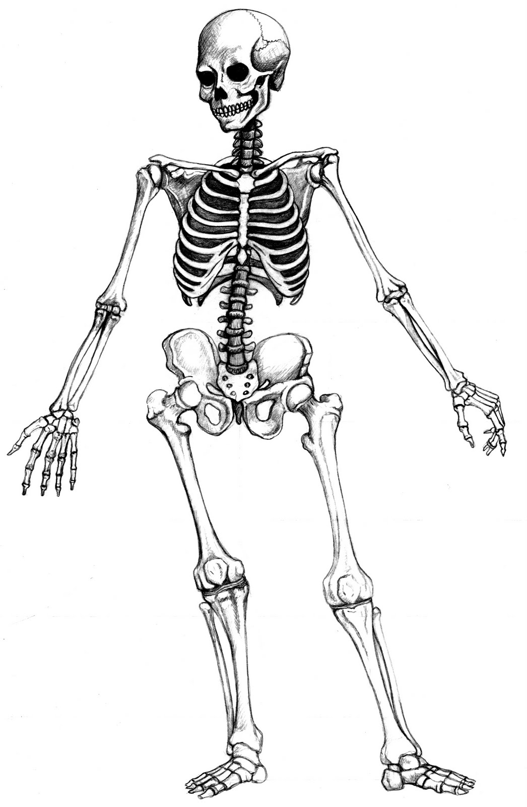 Scheletro.jpg