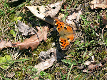 Tortoiseshell on lawn