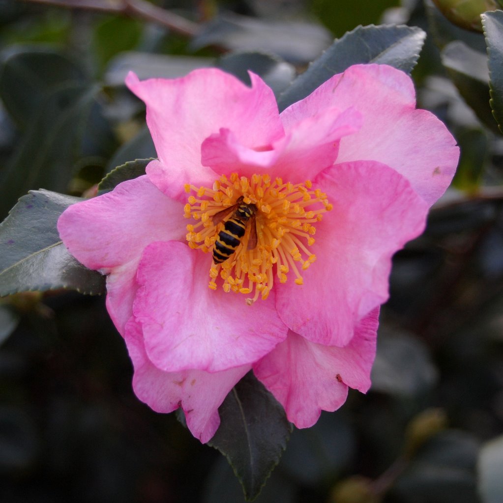 Oak Ridge Shrubbery & Landscaping, Inc.: November featured plants for