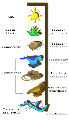 each level in a food chain