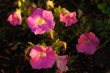Pretty Pansies