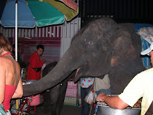 Hungry Elephant!