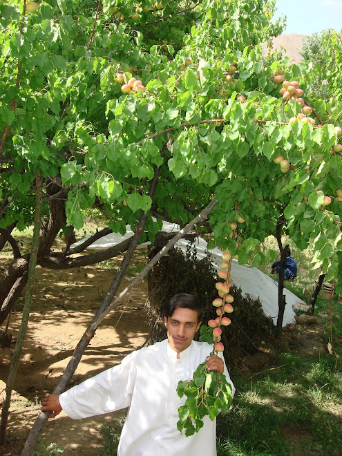 Char Asyab District, Kabul, 2007
