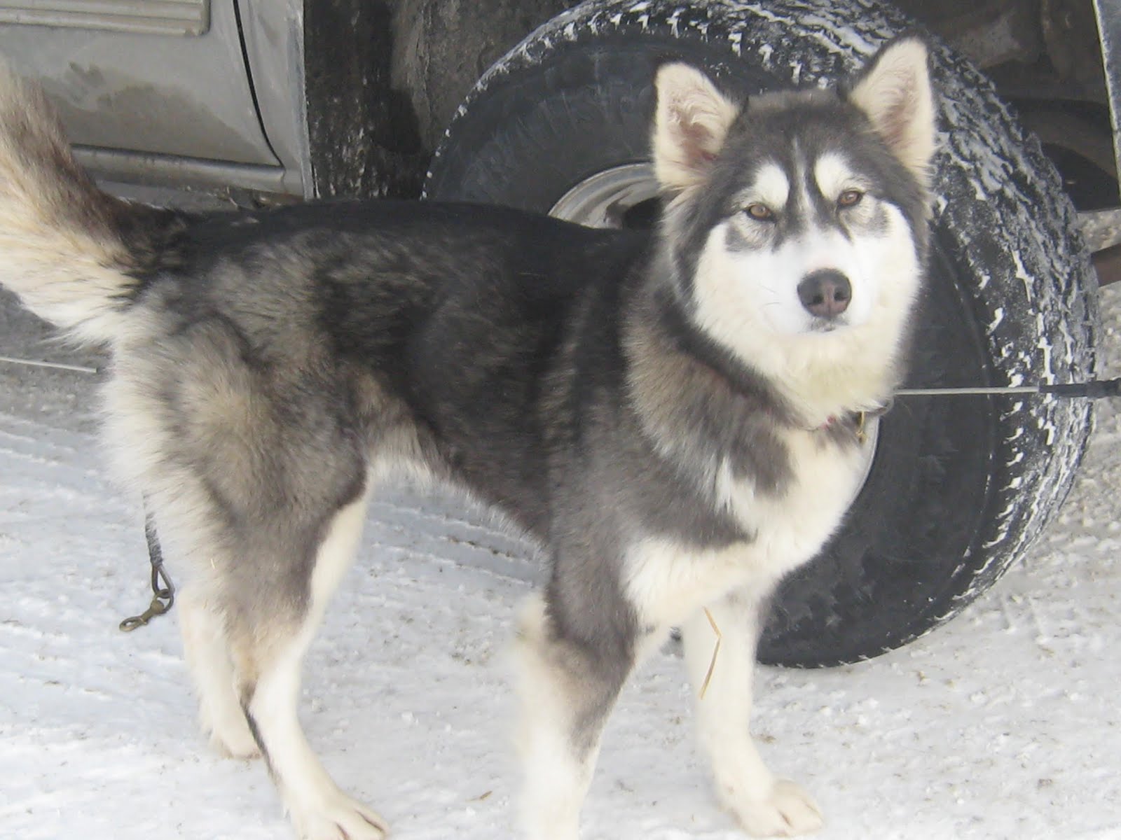 hedlund husky