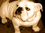 OUR OTHER BULLDOG