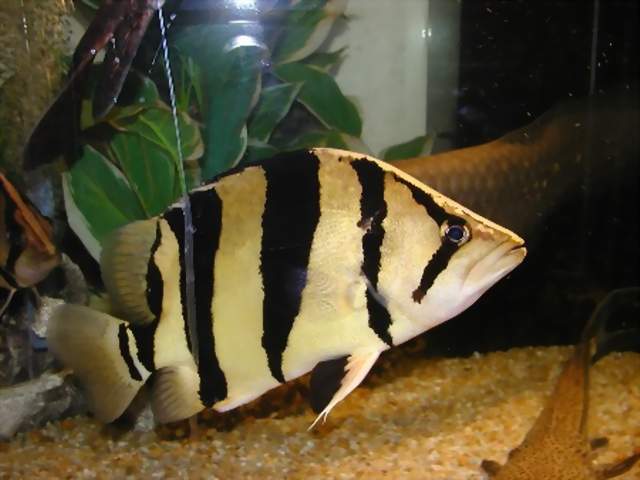 Golden Tiger Fish