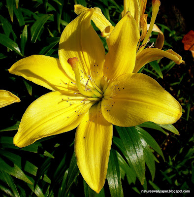 Ljiljani   Yellow+Lily