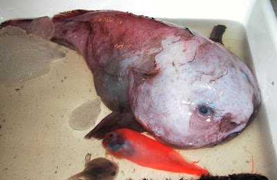 Baby Blobfish