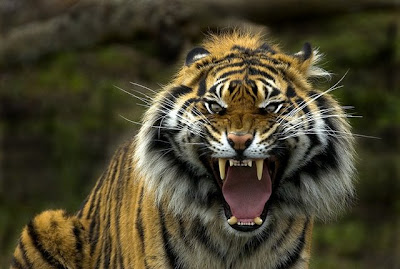 Insane+tiger.jpg