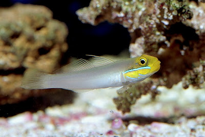 Red Head Goby