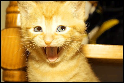 Funny Cat Face My Blogfunny Lol
