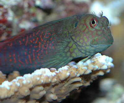 fangtooth blenny