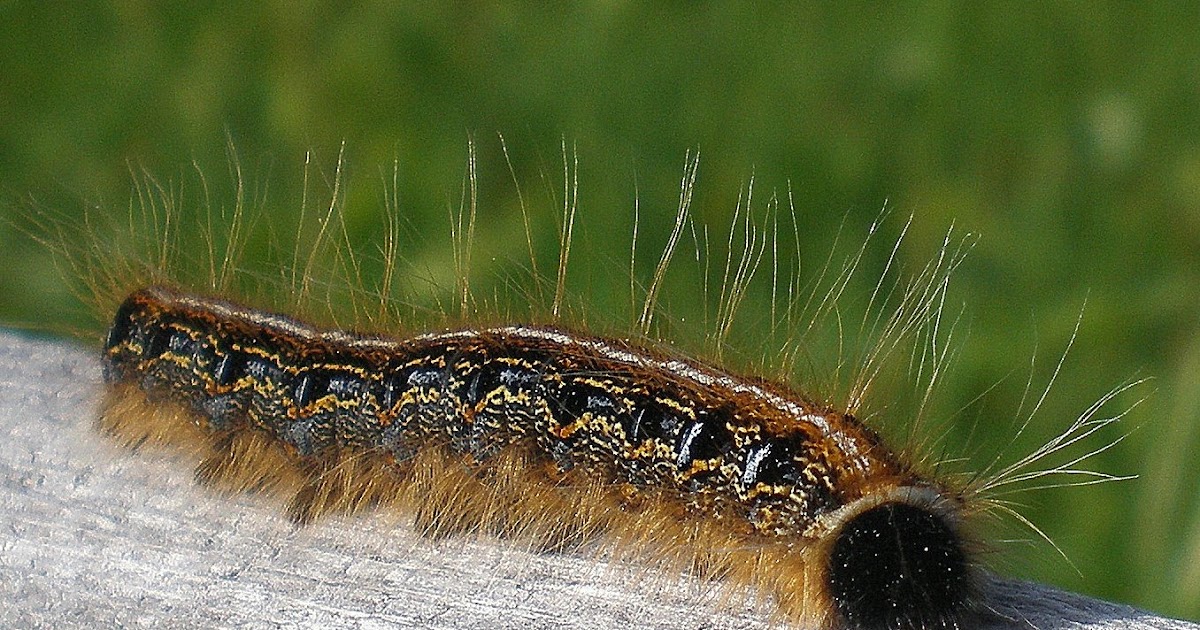 Focusing Photos Furry Caterpillar