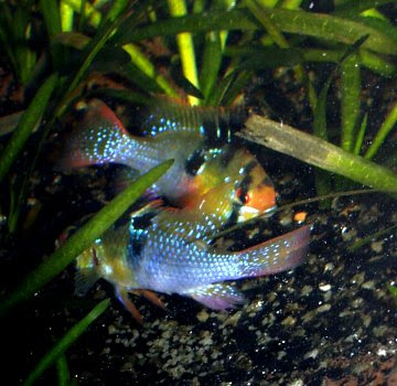 Balloon Ram Cichlid
