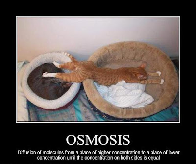 لعبة حللللللللللللللللوة ..بس صور..... Osmosis+Cat