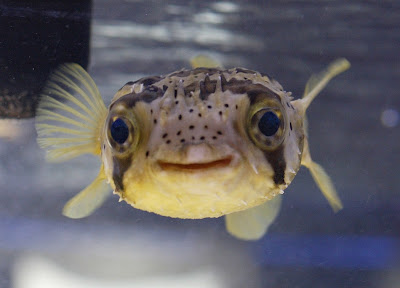 Diodon Holocanthus