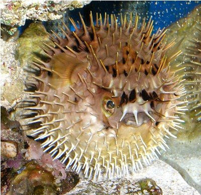Diodon Holocanthus
