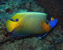 Angelfish