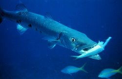 Great Barracuda