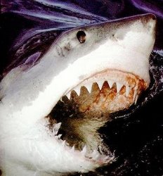 Venom Fish