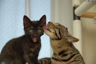 Cat+Lick.jpg