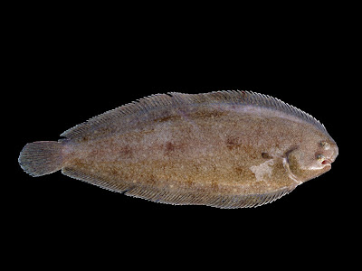 The Dover Sole or Common Sole