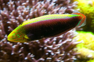 Radiant+Wrasse.jpg