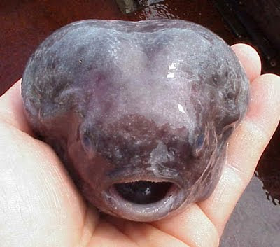 Balloon Lumpfish