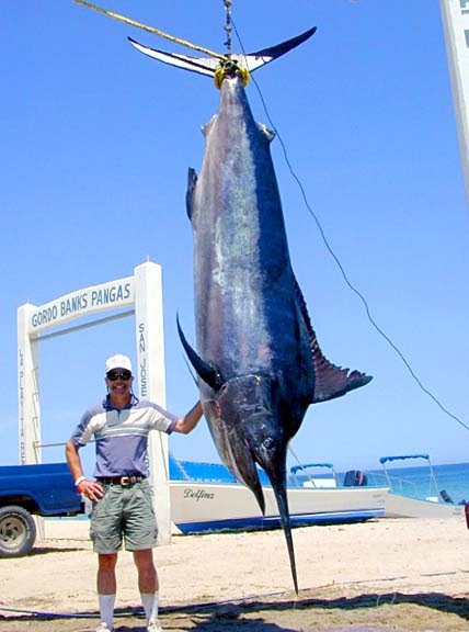 Fish Index: Black Marlin (Makaira indica)