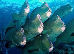 Green Humphead Parrotfish