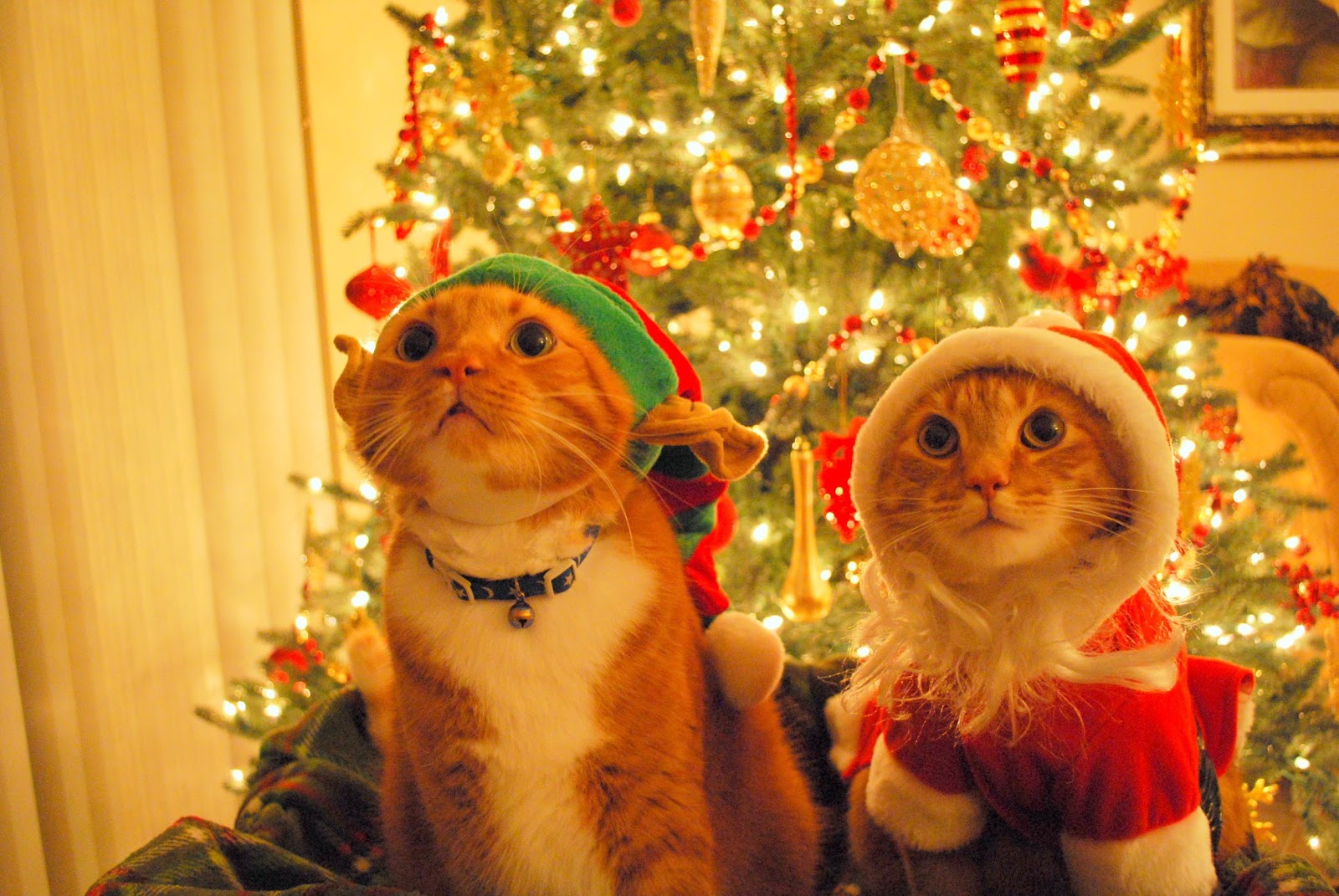 Christmas+Cats.jpg