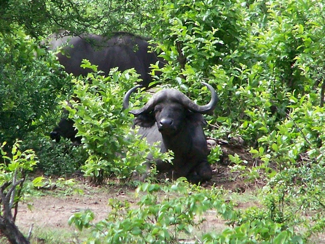 African Adventures Choma, Zambia Livingstone