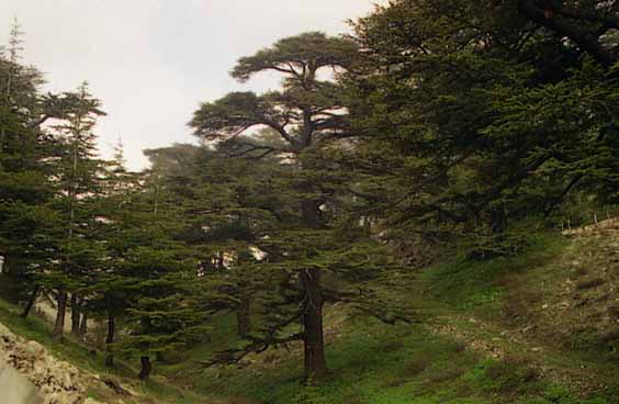 [cedars01%5B1%5D.jpg]