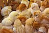 Little broilers