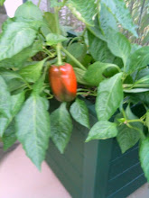 Peppers in a planter