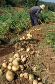 growing potatoes